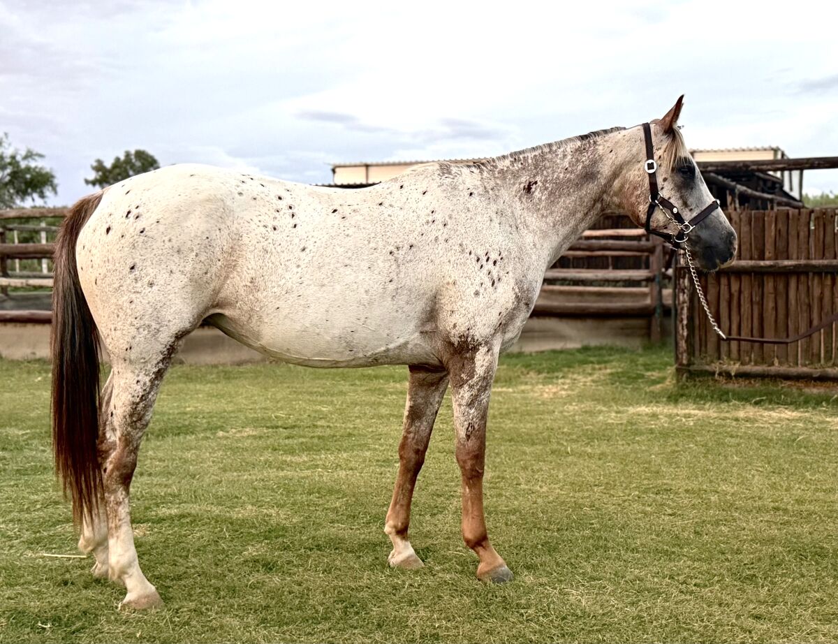 Blue Eye Luke’s Legend