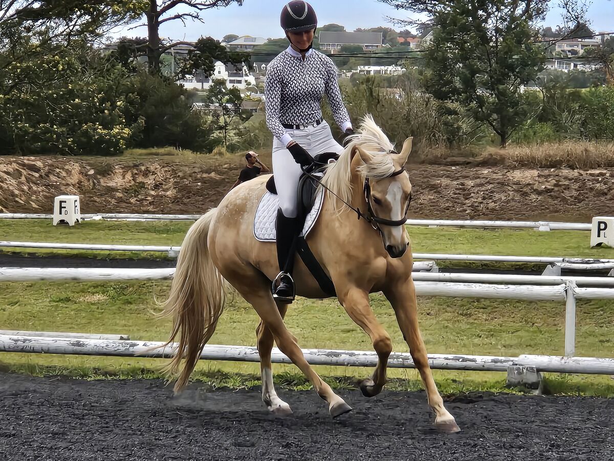 Jacob's Dream Sundancer (aka Blondie)