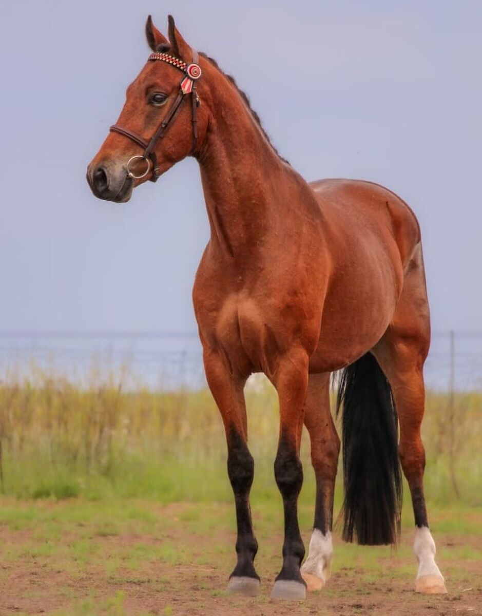 Wilanmar Vonk