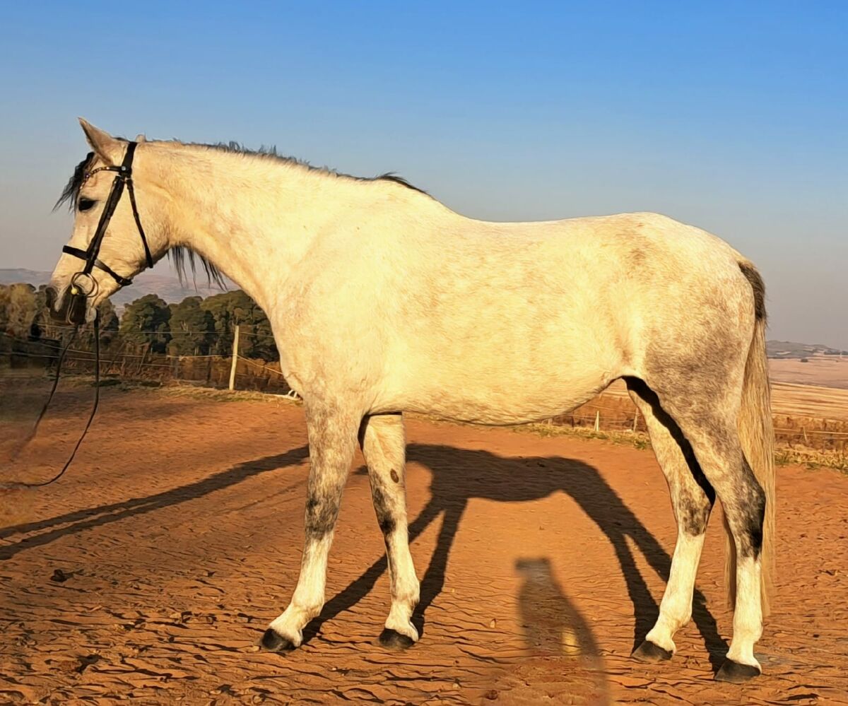 Studvet J Sierra