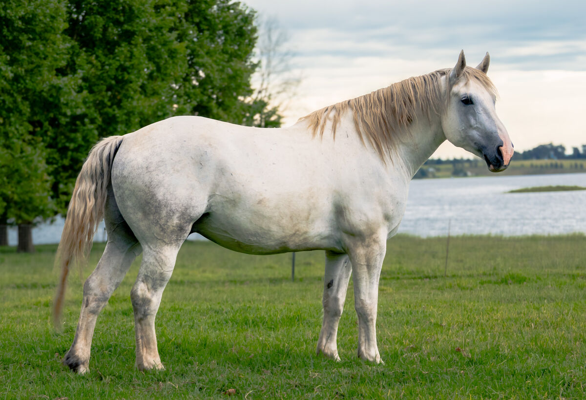 Purple Sky Worldwide (aka Winston)