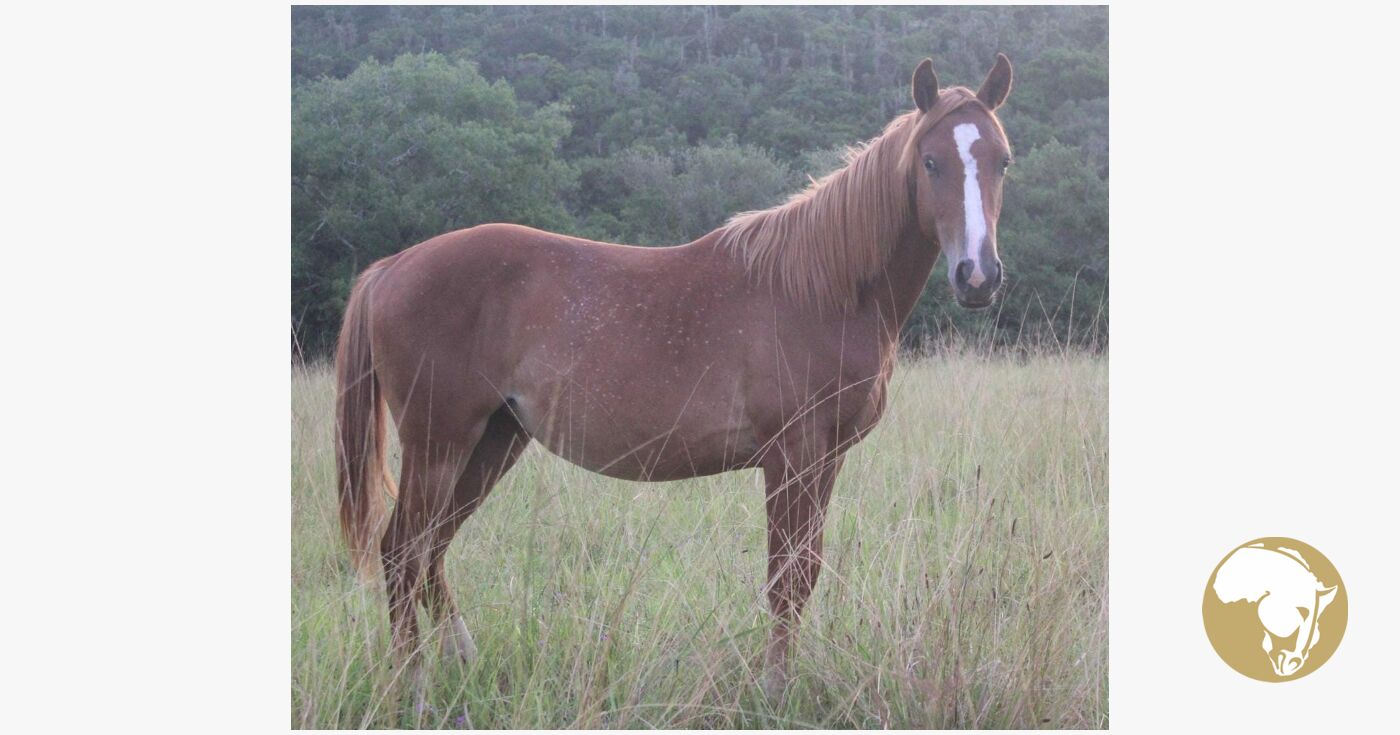 Detail Unregistered SA Sport Horse