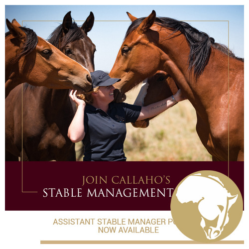 Assistant Stable Manager
