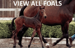 View Foals